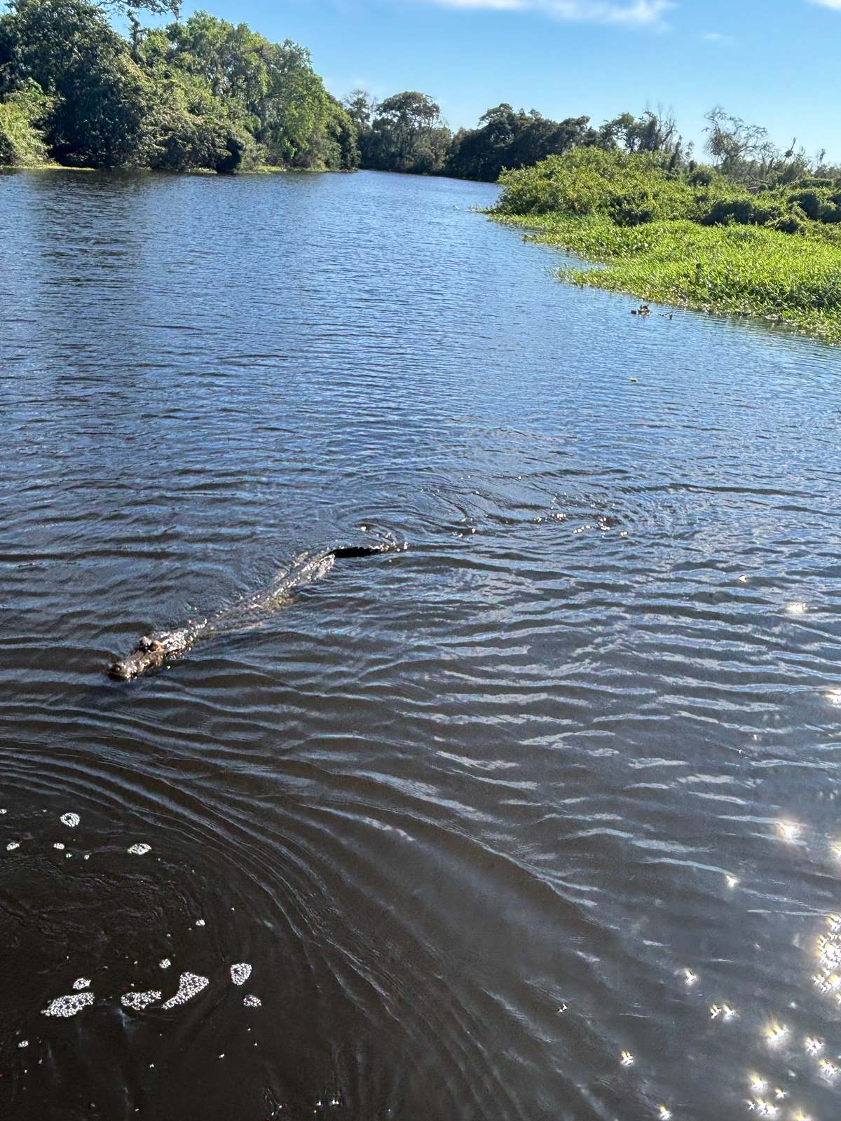 A caiman gliding through clear water in Bonito, Brazil.
